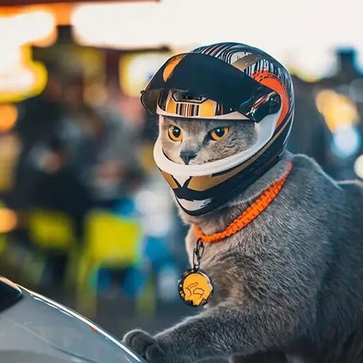 Mini Cat Motorcycle Helmet - Adorable Pet Safety Hat for Cats & Small Dogs